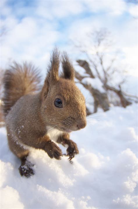 Animals of Hokkaido.